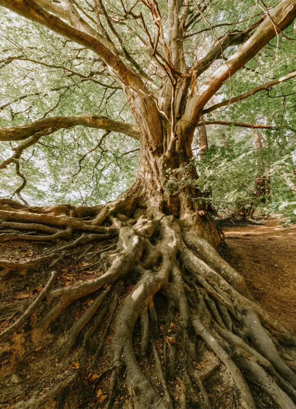 Looking up a great tree from its spreading roots to its branches