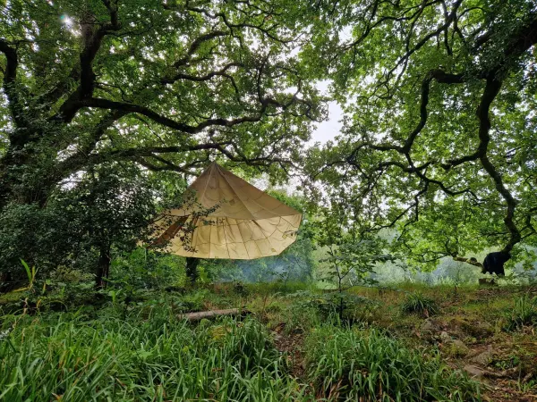 A bell tent pitched beneath the spreading branches of old trees