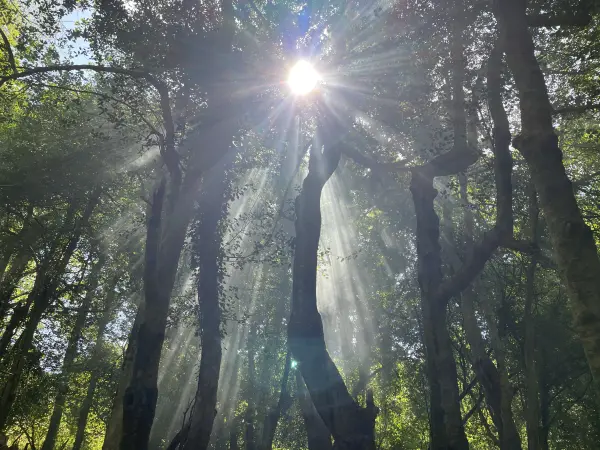 Sunlight breaking through tall woodland trees